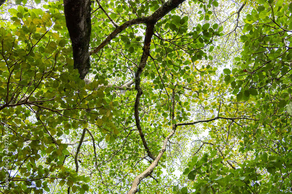 Fototapeta premium green leaves and sun
