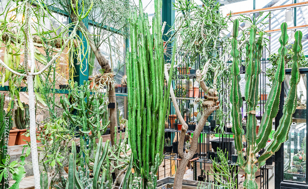 Many different plants of the family Euphorbiaceae in the greenhouse, a variety of tall cacti