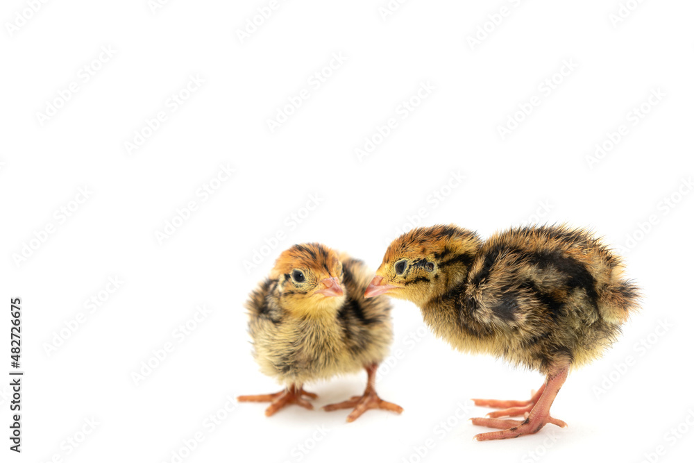 A few day old Quail pair isolated on white background A few day old Quail pair isolated on white background