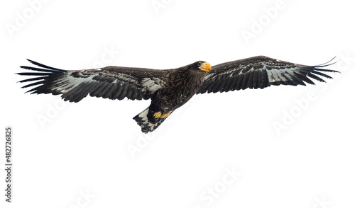Juvenile Steller's sea eagle in flight . Scientific name: Haliaeetus pelagicus. Isolated on white. White background.