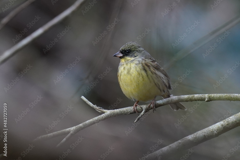 black faced bunting in the forest garden black faced bunting in the forest garden