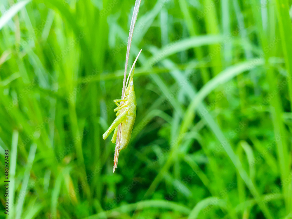 A green grasshopper is sitting on a green leaf. Grasshopper in nature. A green grasshopper is sitting on a green leaf. Grasshopper in nature.