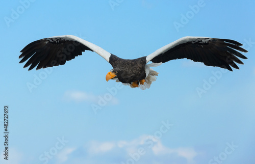 Adult Steller s sea eagle in flight. Scientific name  Haliaeetus pelagicus. Blue sky and ocean background.