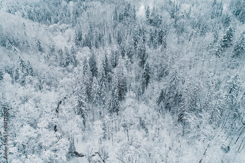 Aerial view of winter in forest with small river making turns thought the trees © valdisskudre