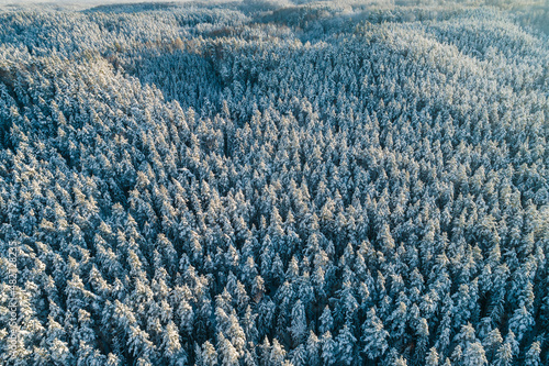 Aerial view of forest during winter morning