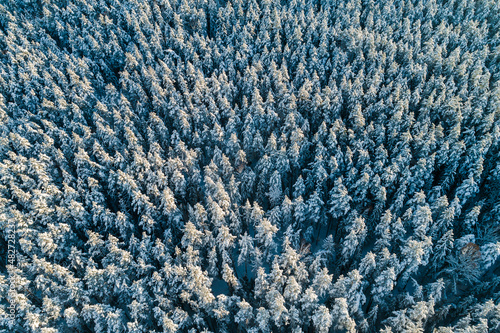 Aerial view of forest during winter morning