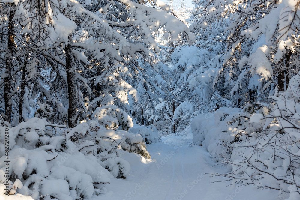 Ski track in the winter forest. Snow-covered path among trees and bushes. There is a lot of snow on the branches of larch trees. Cold snowy winter weather. Amazing northern nature. Outdoor activities. Ski track in the winter forest. Snow-covered path among trees and bushes. There is a lot of snow on the branches of larch trees. Cold snowy winter weather. Amazing northern nature. Outdoor activities.