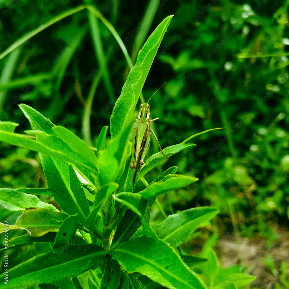 A green grasshopper is sitting on a green leaf.. Grasshopper in nature. A green grasshopper is sitting on a green leaf.. Grasshopper in nature.