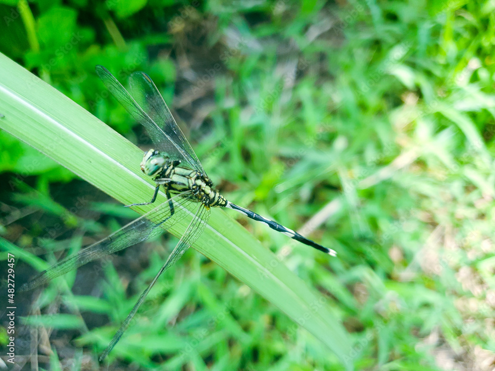 blue dragonfly on a green leaf blue dragonfly on a green leaf