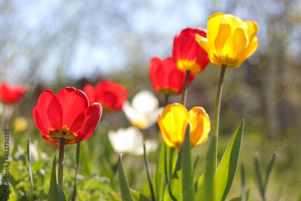 Red, yellow, white Tulips on sky background. Floral tulip natural background. The first spring flowers of colorful tulips. A group vibrant yellow and red tulips. 