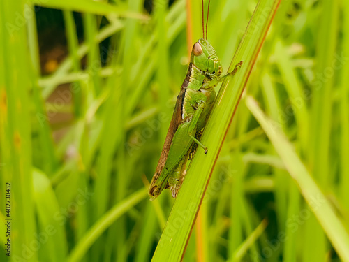 A green grasshopper is sitting on a green leaf. Grasshopper in nature.