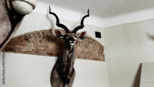 Impressive taxidermy collection of animal deer and stag heads with horns at wall photo