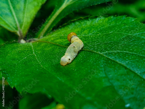 green caterpillar on leaf