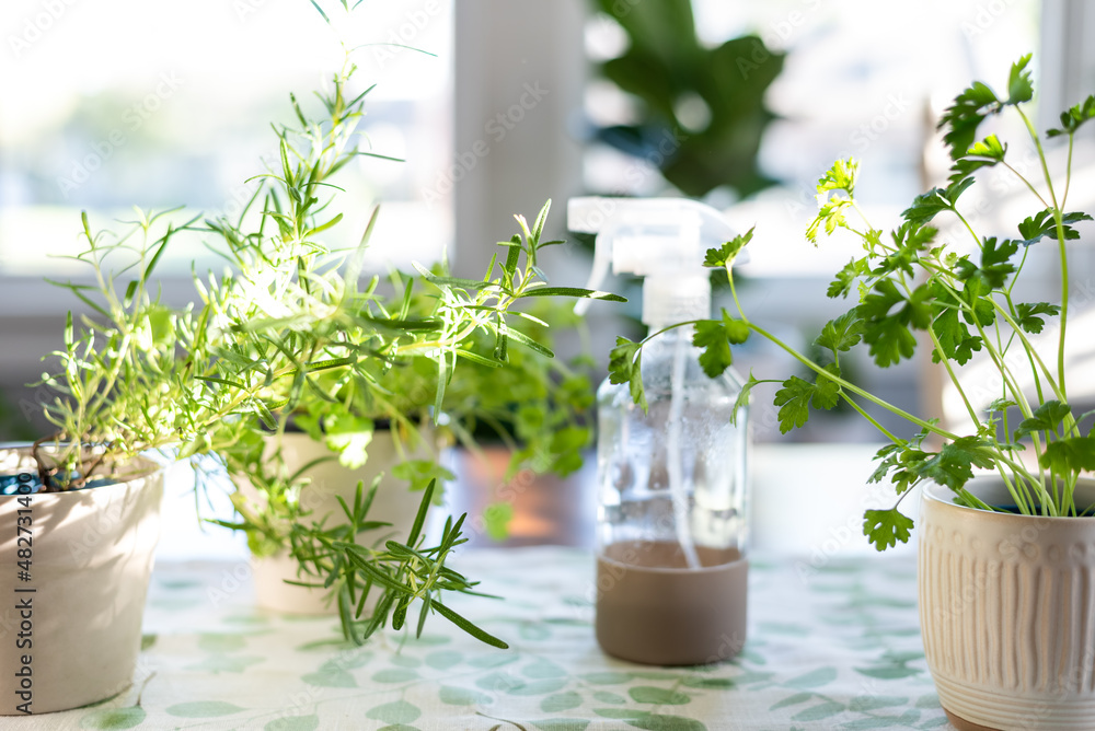 Growing fresh culinary herbs indoors Growing fresh culinary herbs indoors