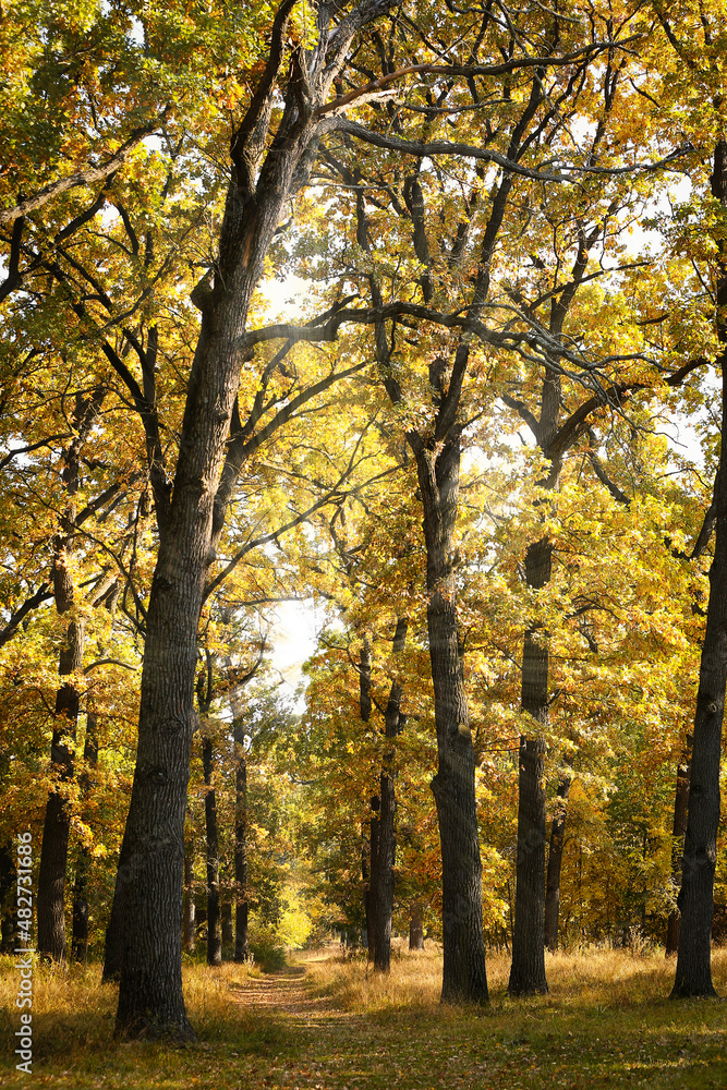 Beautiful autumn trees with golden leaves in forest on sunny day Beautiful autumn trees with golden leaves in forest on sunny day