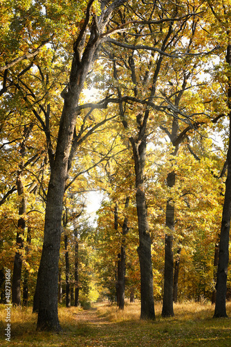 Beautiful autumn trees with golden leaves in forest on sunny day