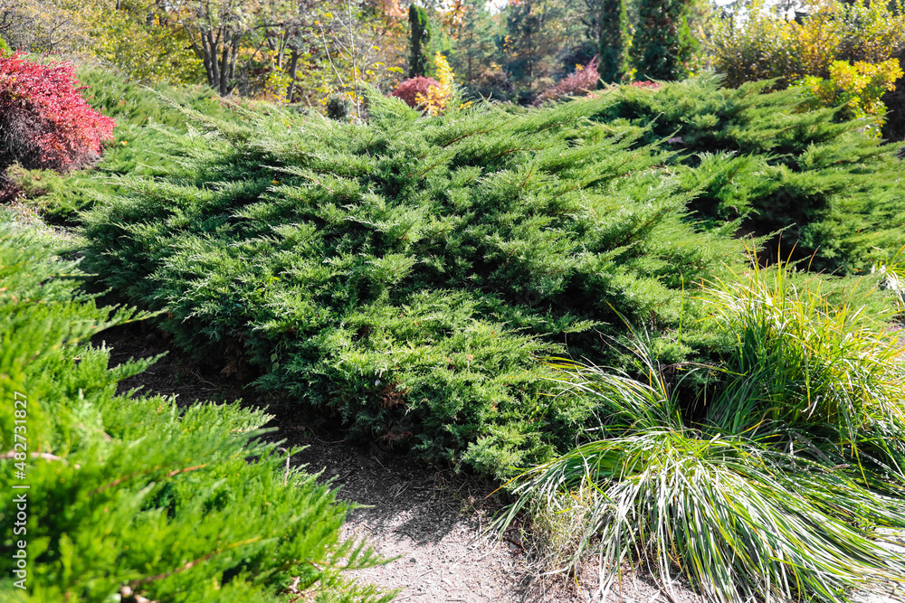 Obraz premium Bushes of Japanese garden juniper in park