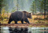 A brown bear in the fog on the bog. Adult Big Brown Bear Male. Scientific name: Ursus arctos. Natural habitat, autumn season