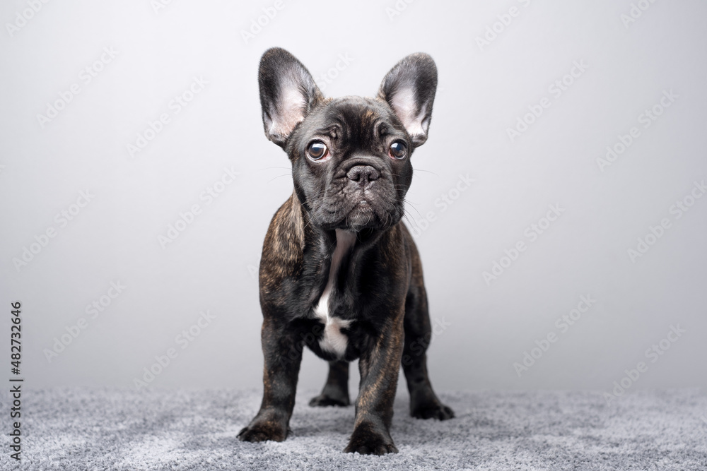 Female Puppy of French Bulldog standing and looking to camera