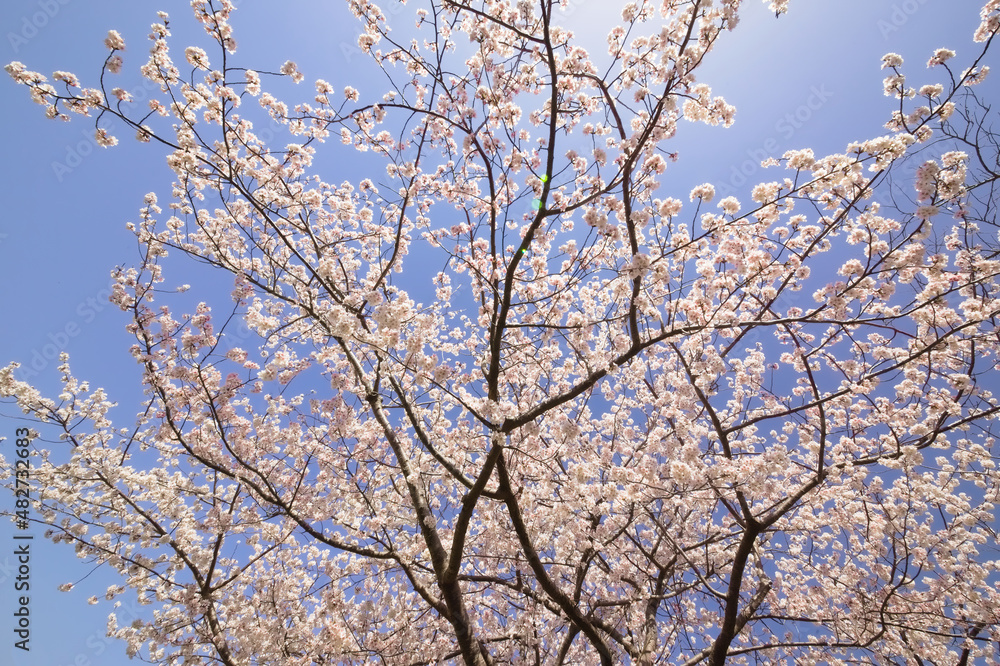 青空の中で満開の暖流桜	