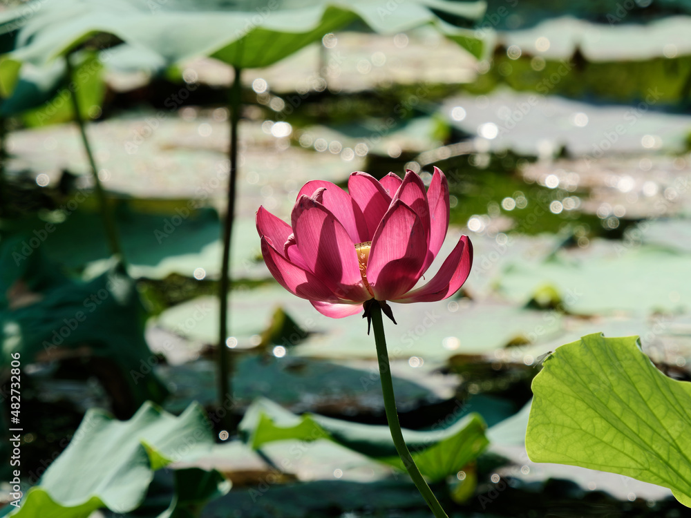 Summer flowers series, beautiful pink lotus flower in sunny day, close up image. Summer flowers series, beautiful pink lotus flower in sunny day, close up image.