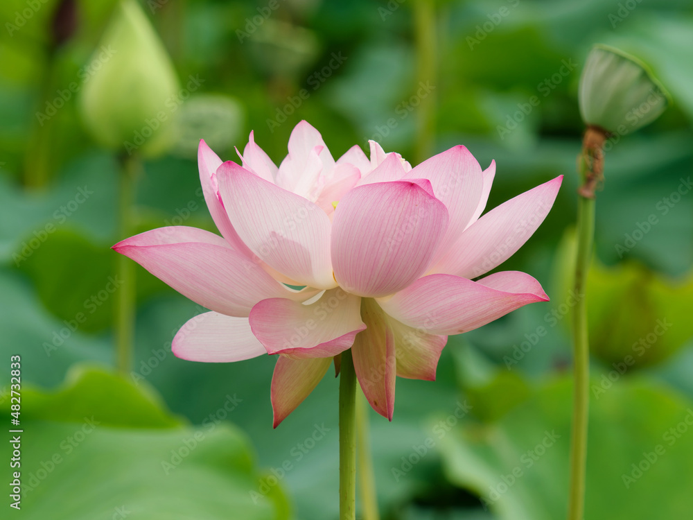 Summer flowers series, beautiful pink lotus flower in sunny day, close up image.