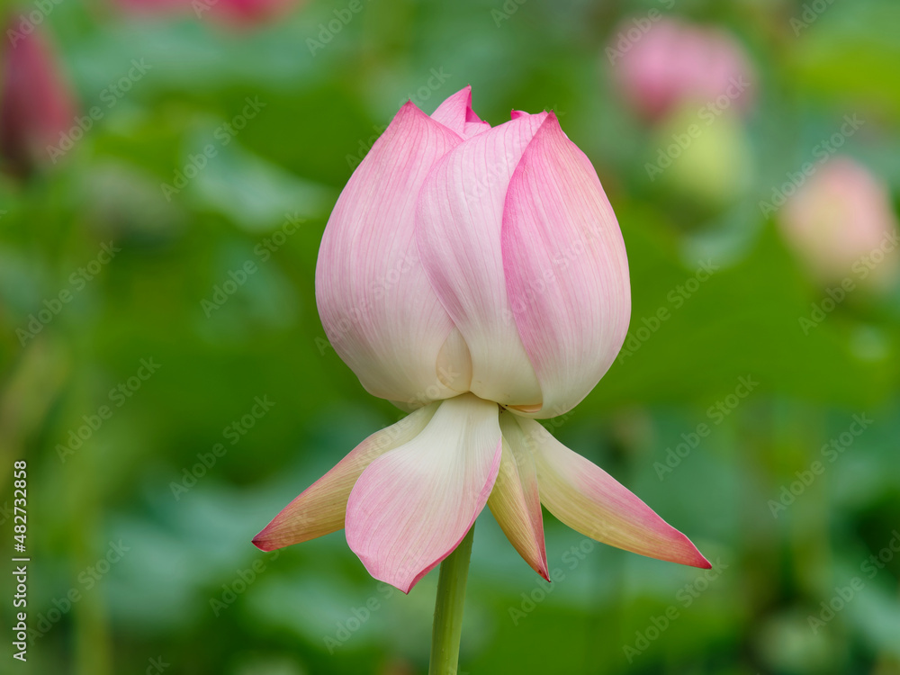 Summer flowers series, beautiful pink lotus flower in sunny day, close up image.