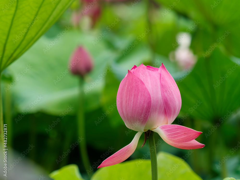 Summer flowers series, beautiful pink lotus flower in sunny day, close up image. Summer flowers series, beautiful pink lotus flower in sunny day, close up image.