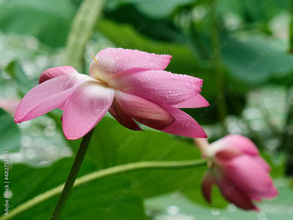 Summer flowers series, beautiful pink lotus flower in raining, close up image.