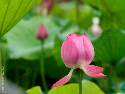Summer flowers series  beautiful pink lotus flower in sunny day  close up image.