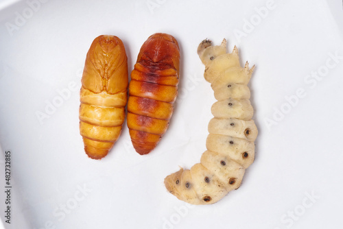 Close up of Silkworm pupa or silkworm chrysalis, the right one is the status between chrysalis and larvae. photo