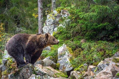 Bear on a rocks. Adult Big Brown Bear in the autumn forest. Scientific name: Ursus arctos. Autumn season, natural habitat.