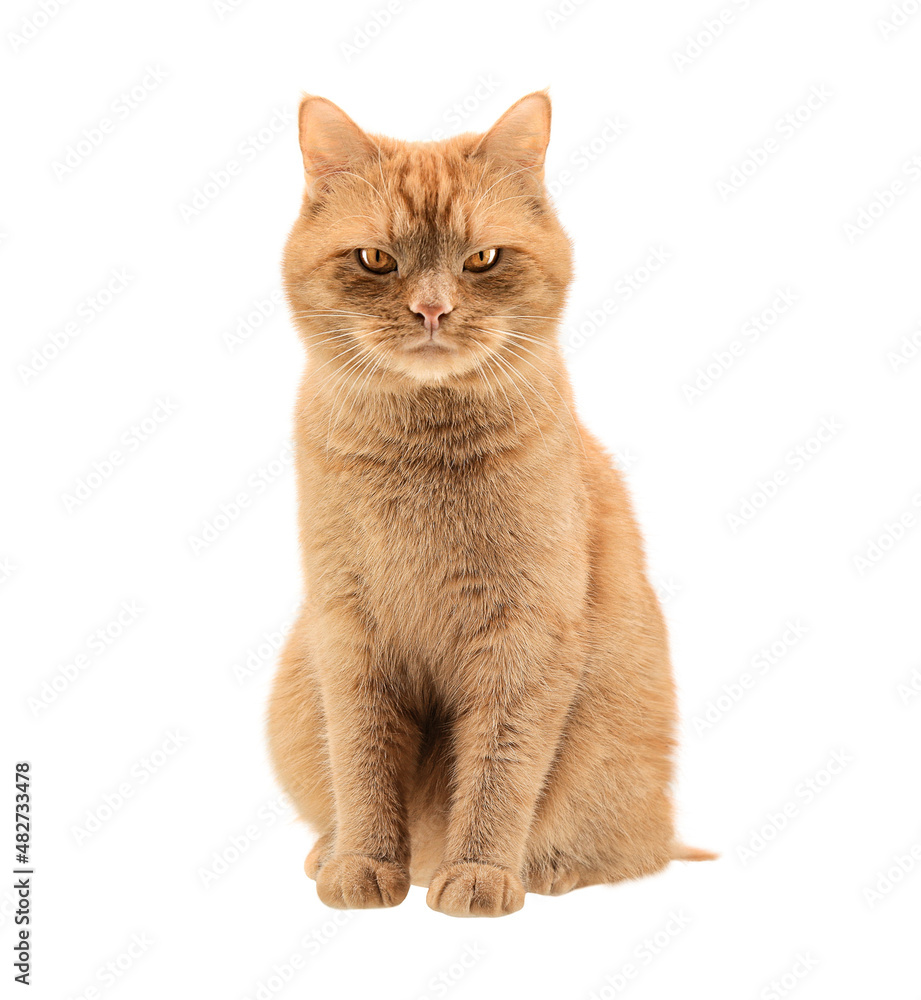 red cat on a white background. close-up. evil look red cat on a white background. close-up. evil look