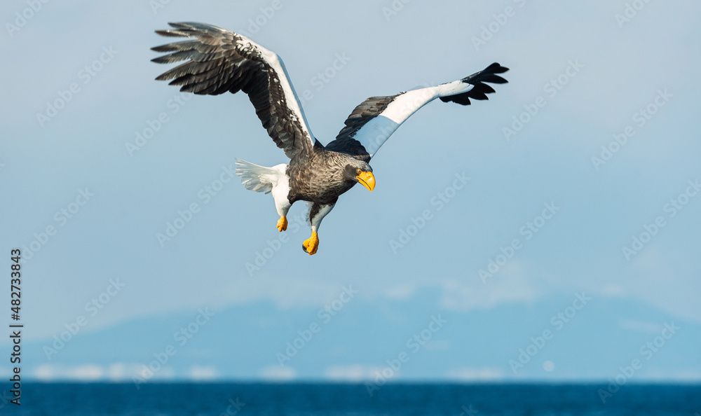 Adult Steller's sea eagle in flight. Scientific name: Haliaeetus pelagicus. Blue ocean and sky background. Adult Steller's sea eagle in flight. Scientific name: Haliaeetus pelagicus. Blue ocean and sky background.