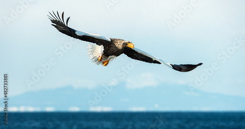 Adult Steller s sea eagle in flight. Scientific name  Haliaeetus pelagicus. Blue ocean and sky  background.