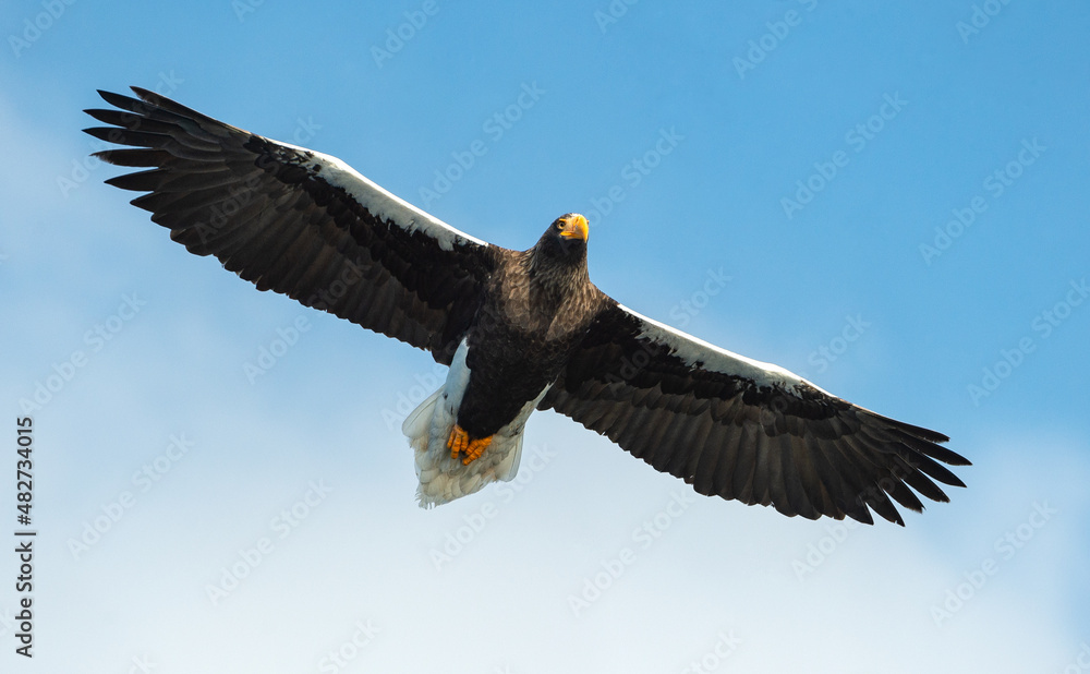Naklejka premium Adult Steller's sea eagle in flight. Scientific name: Haliaeetus pelagicus. Blue sky background.