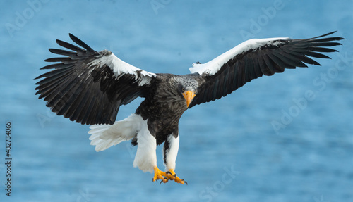 Adult Steller's sea eagle fishing. Scientific name: Haliaeetus pelagicus. Blue ocean background.