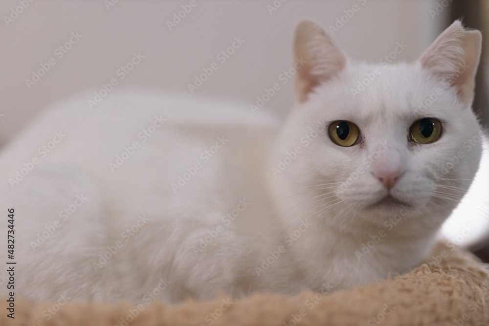 cute white rescued cat