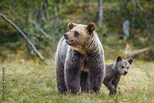 She-Bear and Cubs of Brown bear (Ursus Arctos Arctos) on the swamp in the summer forest. Natural green Background