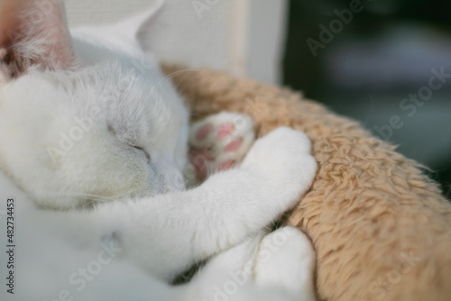 cute white rescued cat © 優子 坂野