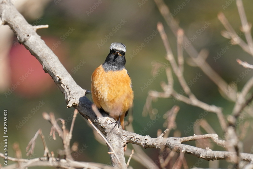 daurian redstart in the park daurian redstart in the park