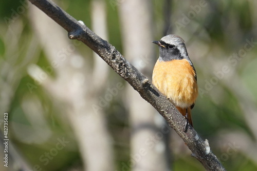 daurian redstart in the park