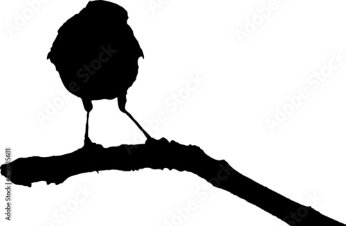 Oiseau Rouge-gorge europeen - robin - silhouette avec fond transparent 