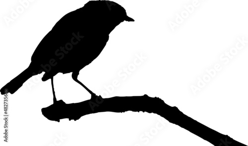 Oiseau Rouge-gorge europeen - robin - silhouette avec fond transparent 