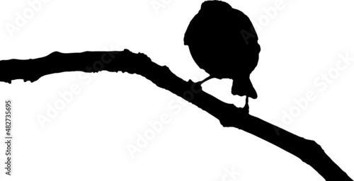 Oiseau Rouge-gorge europeen - robin - silhouette avec fond transparent 