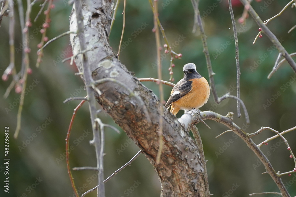 daurian redstart in the park daurian redstart in the park