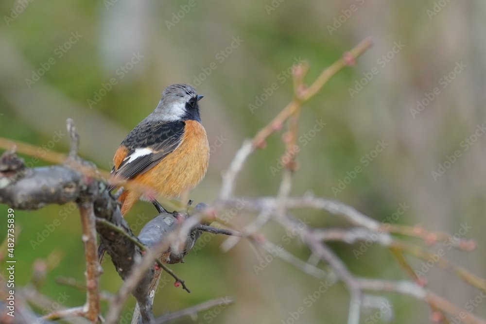 daurian redstart in the park daurian redstart in the park