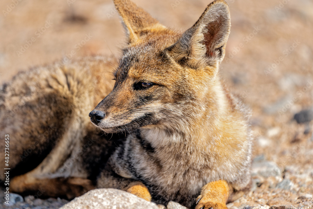 Obraz premium South American gray fox, lycalopex griseus or zorro chilla, portrait in the desert