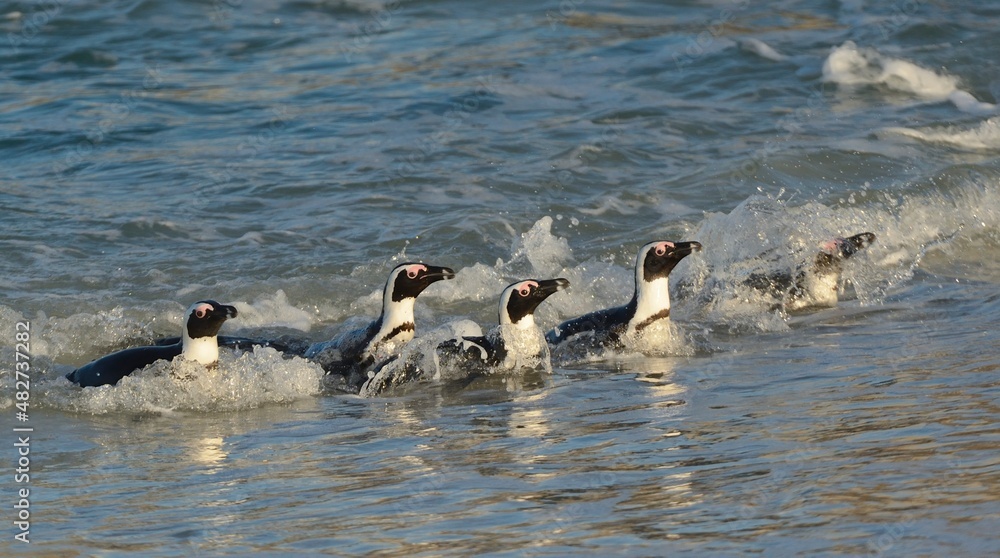 Fototapeta premium African penguins walk out of the ocean on the sandy beach. African penguin ( Spheniscus demersus) also known as the jackass penguin and black-footed penguin. Boulders colony. Cape Town. South Africa