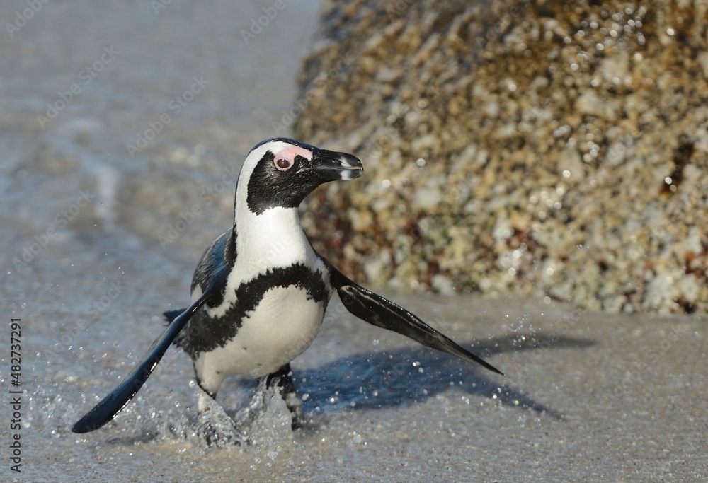 Fototapeta premium African penguins walk out of the ocean on the sandy beach. African penguin ( Spheniscus demersus) also known as the jackass penguin and black-footed penguin. Boulders colony. Cape Town. South Africa